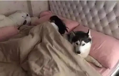 推开房门看到这幕,注定了二哈的结局,铲屎官只是当时已惘然 推开房门看到这幕,注定了二哈的结局,铲屎官只是当时已惘然