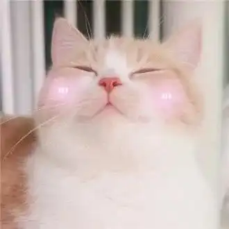 tfboy表情包公猫