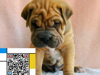  图沙皮犬幼犬出售血统纯正健康保证皱皮沙皮狗可上门看狗北京宠物狗