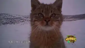 高原猫科动物用实力活成了行走的表情包 高原猫科动物用实力活成了行走的表情包