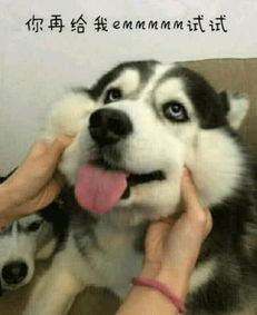  最近玩嗨了的渣女表情包你是个好人,我配不上你笑到胃疼