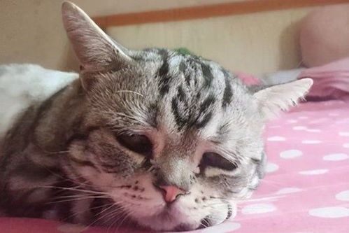  猫咪驱虫用什么牌子好索来多项圈有话说