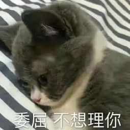  对象生气了怎么哄丢个认错表情包过去知道错了,我跪下