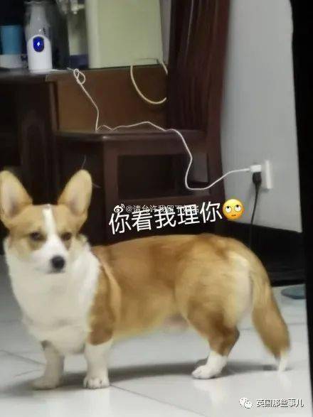  养了柯基才知道,这货简直是行走的表情包,小眼神超有戏的啊