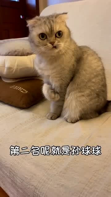  要我家猫猫绝育,它一脸拒绝你的表情