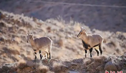 青海都兰,雪豹兔狲等多种珍稀野生动物亮相 青海都兰,雪豹兔狲等多种珍稀野生动物亮相