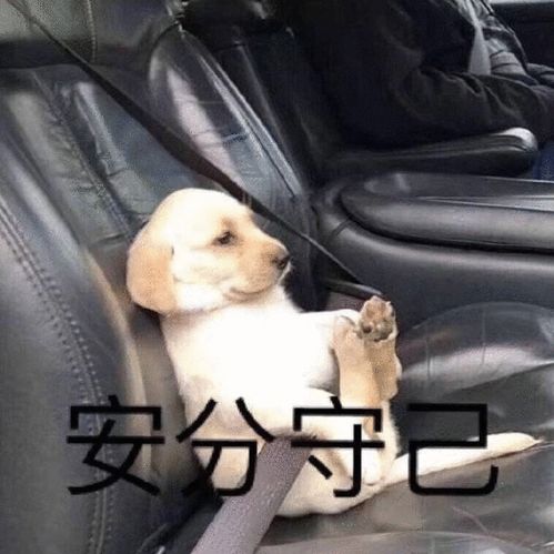 狗埋沙子进嘴里表情包