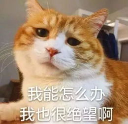  铲屎官舔一口猫咪会怎么样猫咪我我已经脏了