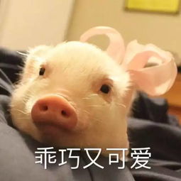 乖巧可爱小猪猪表情包,我一定会恋爱的