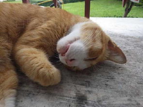  傲娇橘猫严重起床气,主人叫他起床,一看他表情瞬间怂了