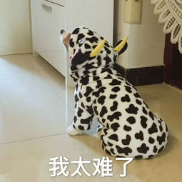  表情包露出渴望的眼神
