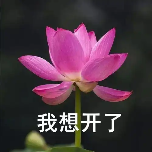 美了美了歌词表情包玫瑰花