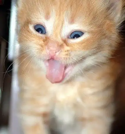 猫咪呕吐表情包不服