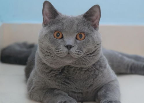 英国短毛猫表情包威胁丑