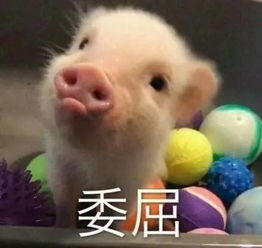  11张猪猪猪猪表情包,最后一张简直要晃瞎