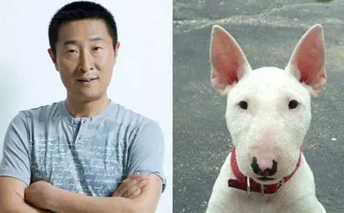  明星与动物撞脸孙红雷的牛头梗已过时,陈鲁豫让人不淡定了