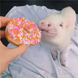 猪的微信头像图片大全可爱超萌如果你喜欢我为我亮灯 猪的微信头像图片大全可爱超萌如果你喜欢我为我亮灯