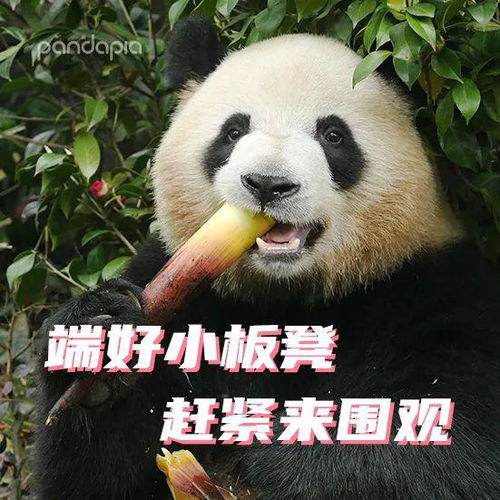  郑重宣布,这里的熊猫你都可以承包