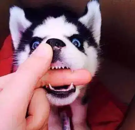 武汉联合动物医院家有表情帝是怎样的体验 武汉联合动物医院家有表情帝是怎样的体验