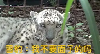 好奇丨老虎剃了毛之后花纹还在其他动物也是吗 好奇丨老虎剃了毛之后花纹还在其他动物也是吗