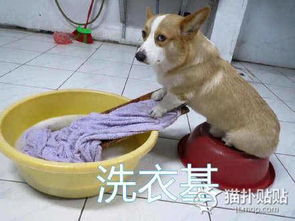  基基复基基,已经完全底融入人类生活的短腿小柯基们