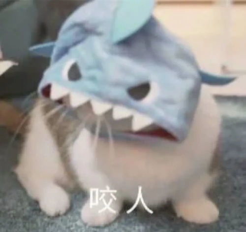  猫猫表情包凑合过呗
