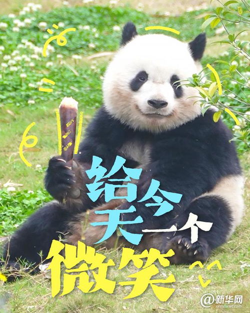  这些大熊猫是在演我开学吗
