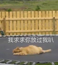  带橘猫一起玩蹦蹦床,发现它嗨不动了,瞧了它的表情不知道说啥了