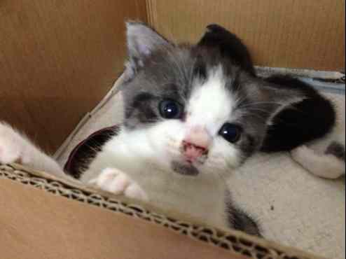  英国短毛猫可爱纯种英国短毛猫bb保证健康已杜虫可包一针香港宠物资讯88db服务平台