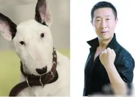 林永健牛头梗表情包连拍