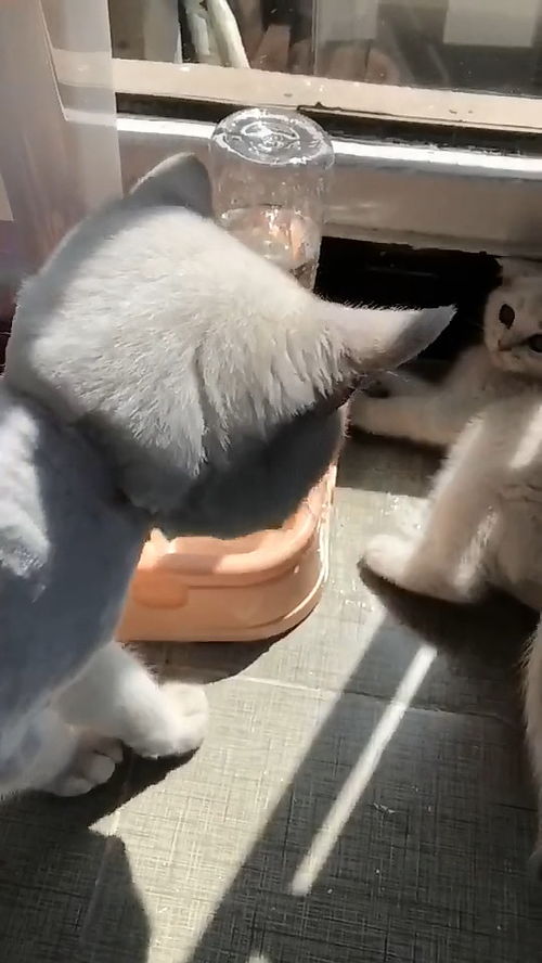  调皮小猫挑衅大猫,反被对方轻松秒杀,小猫的表情亮了