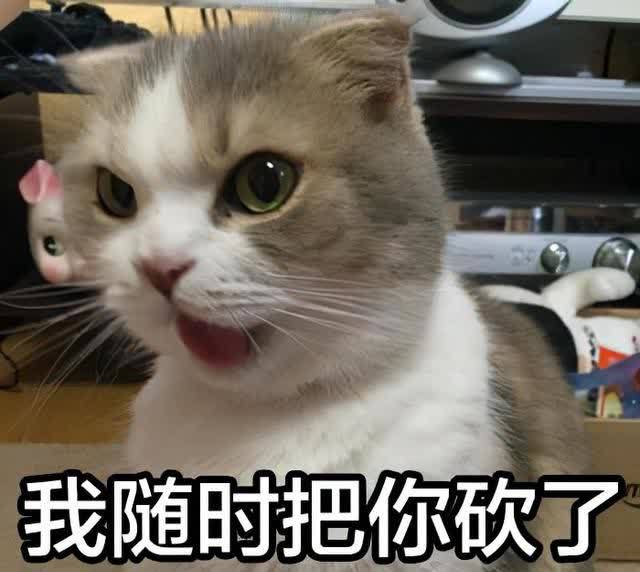 我看你行的表情包猫咪