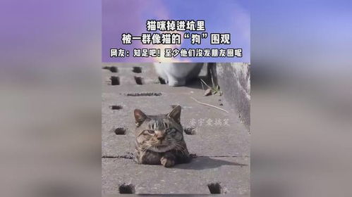  第一次从一只猫身上,看到社死到生无可恋的表情