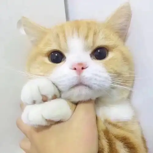 这是什么猫呀 这是什么猫呀