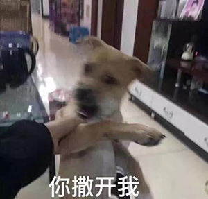 夸人的表情包一套学习