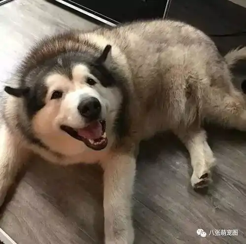 有些狗,走着走着就翻车了... 有些狗,走着走着就翻车了...