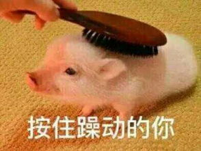  哼唧,那些红成表情包的掌上名猪