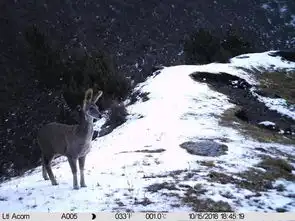 一大波高原精灵萌照来袭 一大波高原精灵萌照来袭