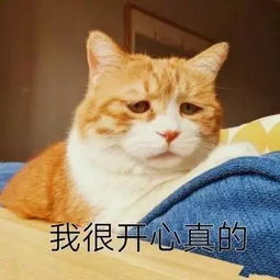  一大波蛇精猫表情包来袭,要斗图的拿走不谢无线频道