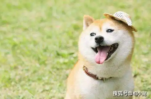 盘点和狗撞脸的明星,孙红雷和牛头梗怎么可能缺席,还有昊阳弟弟 盘点和狗撞脸的明星,孙红雷和牛头梗怎么可能缺席,还有昊阳弟弟