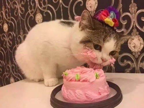  猫咪吃到平生第一口蛋糕,场面一度失控