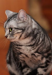  猫肉猫肉的功效猫肉做法太平洋时尚网专区
