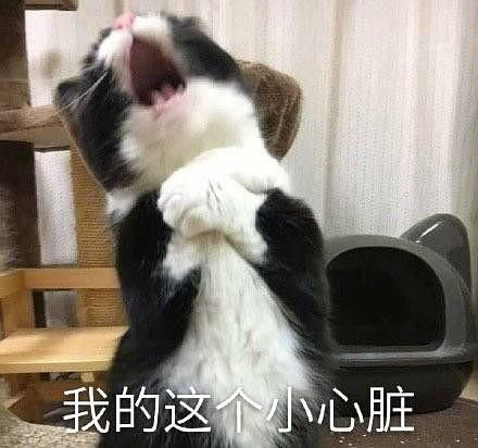猫咪哭表情包鸭鸭