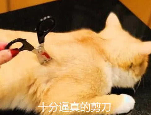  橘猫被主人恶搞,身上插道具剪刀猫咪表情亮了,网友大橘为重