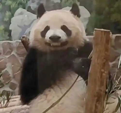 超可爱的熊猫表情包 超可爱的熊猫表情包