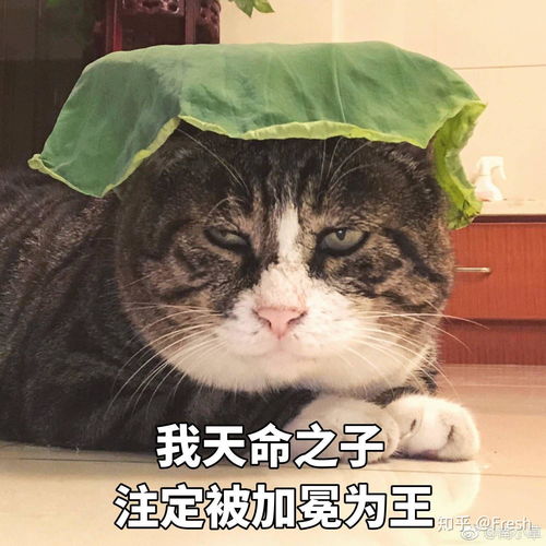  有哪些丑萌表情包