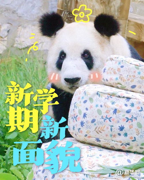  这些大熊猫是在演我开学吗