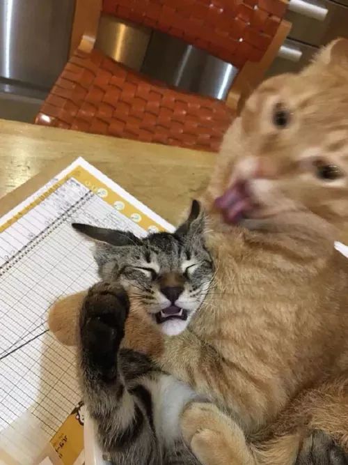  网友的这只猫超爱舔别的猫,每次舔起毛来,真是好猥琐,哈哈