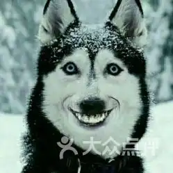 张若昀哈士奇表情包青春