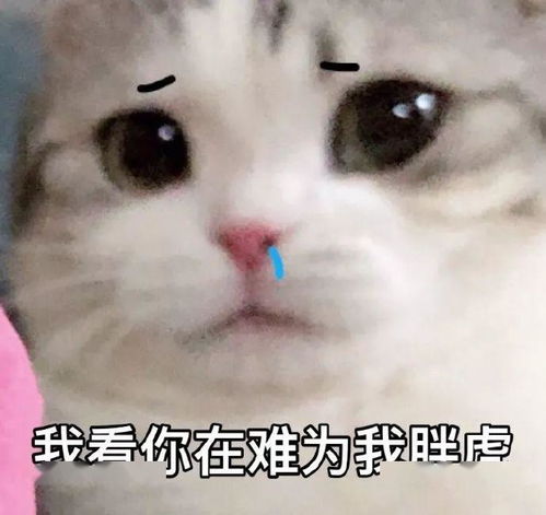  来一波沙雕表情包
